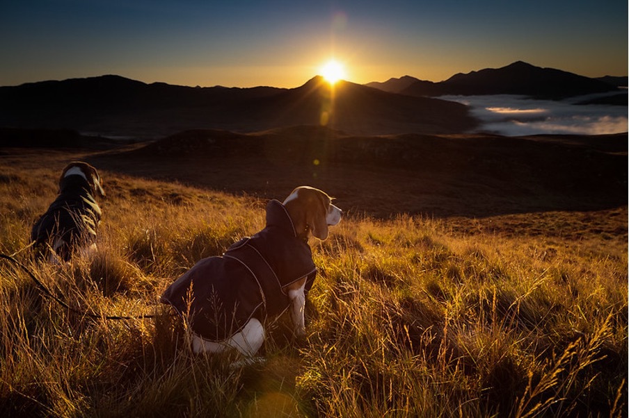 Two dogs in field while the sun sets